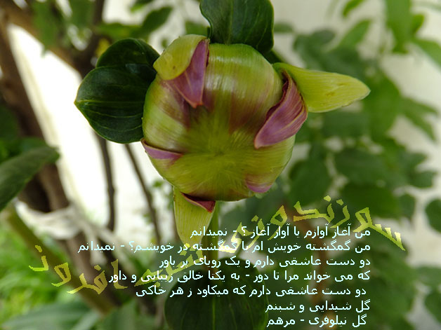 آواز آغاز- سوزندوزی شب افروز